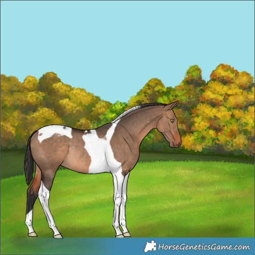 Horse Color:Bay Dun Tobiano Rabicano 