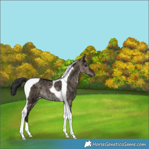 Horse Color:Brown Ice Dun Tobiano Rabicano