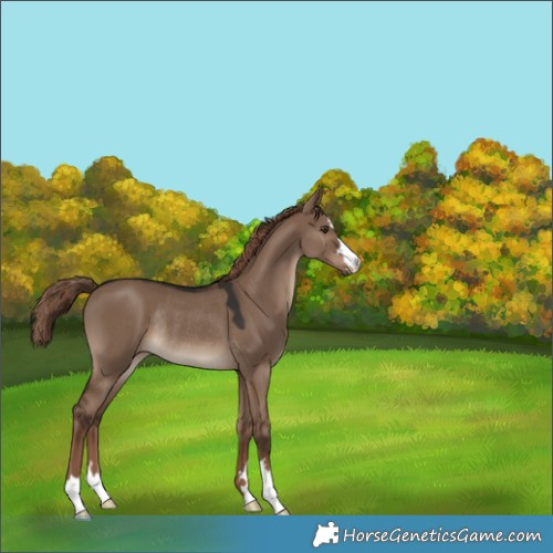 Horse Color:Liver Red Dun Rabicano 