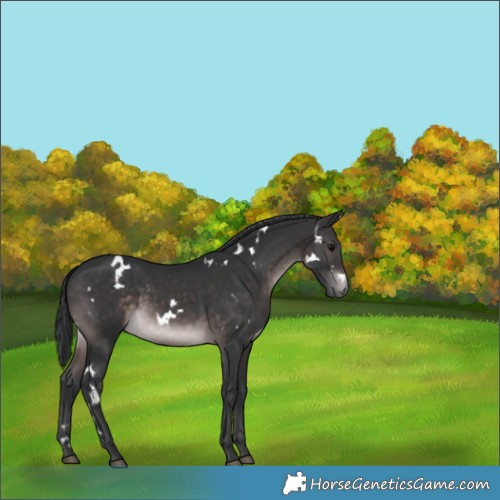 Horse Color:Platinum White Spotted Brown Rabicano 