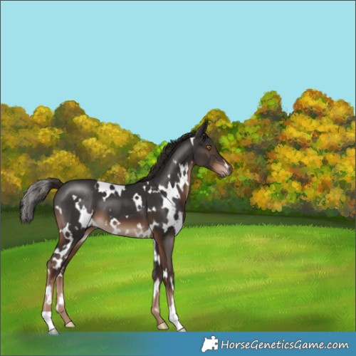 Horse Color:White Spotted Liver Chestnut 