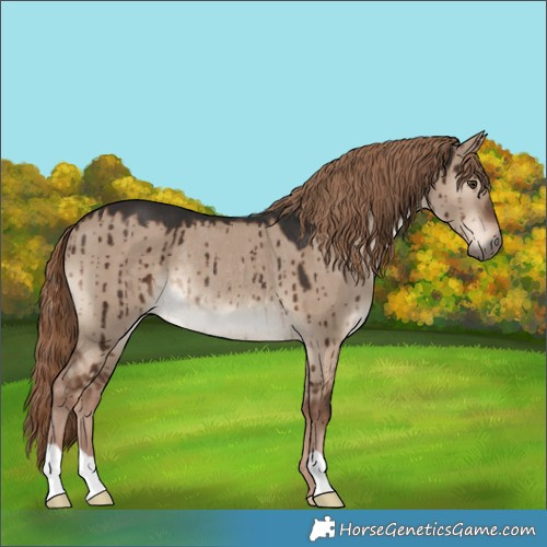 Horse Color:Liver Red Dun Rabicano Brindle 