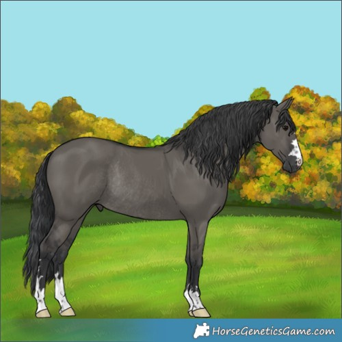Horse Color:Grullo Rabicano 