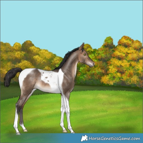 Horse Color:Brown Dun Tobiano Rabicano 