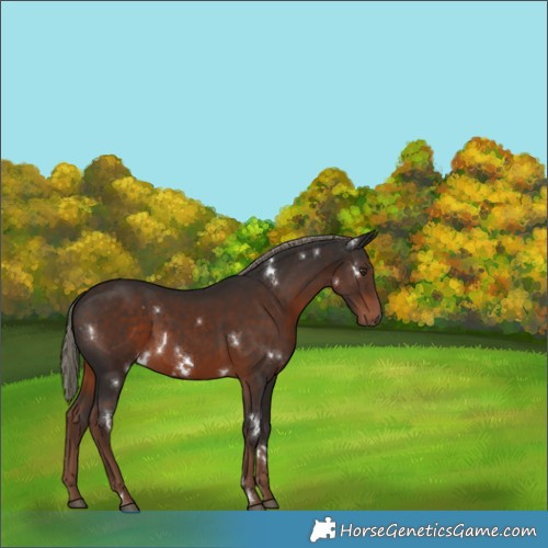 Horse Color:White Spotted Liver Chestnut Mushroom Rabicano 