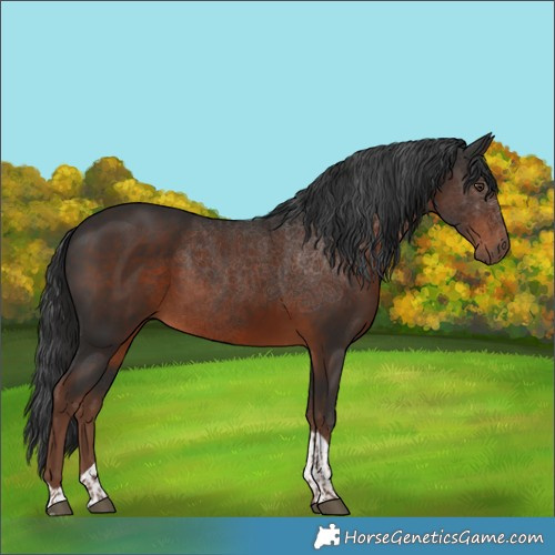 Horse Color:Liver Chestnut Tobiano 