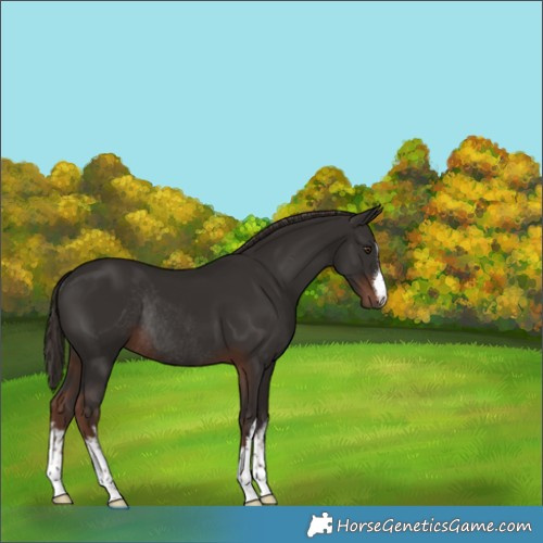 Horse Color:White Spotted Liver Chestnut Rabicano 
