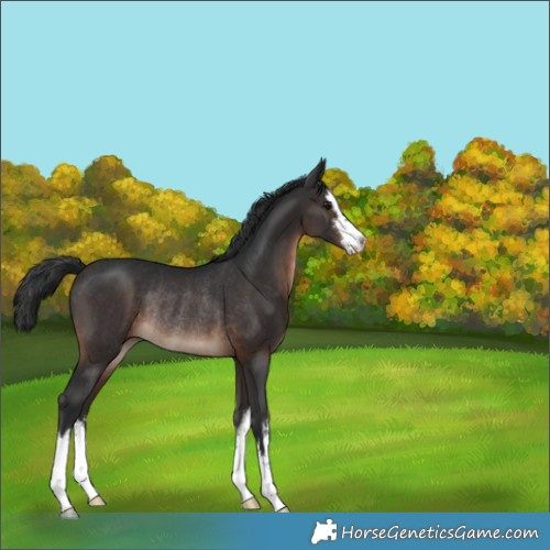 Horse Color:White Spotted Brown Rabicano 