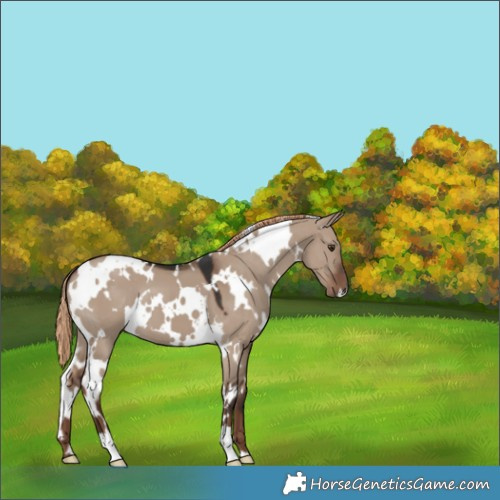 Horse Color:White Spotted Liver Red Dun 
