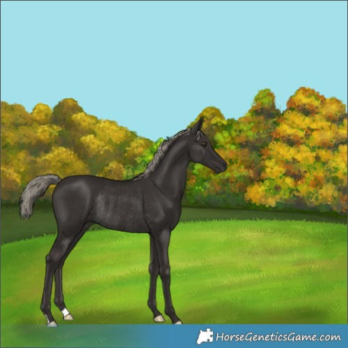 Horse Color:Liver Chestnut Mushroom Rabicano 