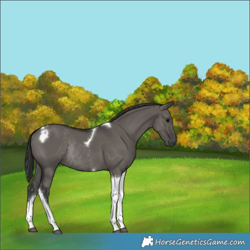 Horse Color:Grullo Tobiano Rabicano 