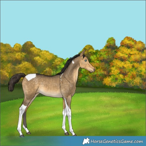 Horse Color:Buckskin Dun Mushroom Tobiano Rabicano 