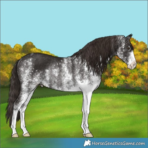 Horse Color:White Spotted Liver Chestnut Rabicano 