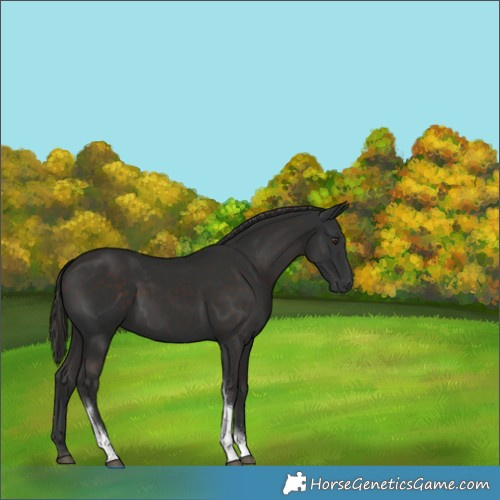Horse Color:Liver Chestnut Tobiano Rabicano 