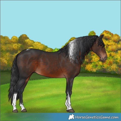 Horse Color:Brown Tobiano Rabicano 