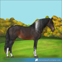 Horse Color:Brown Tobiano Rabicano