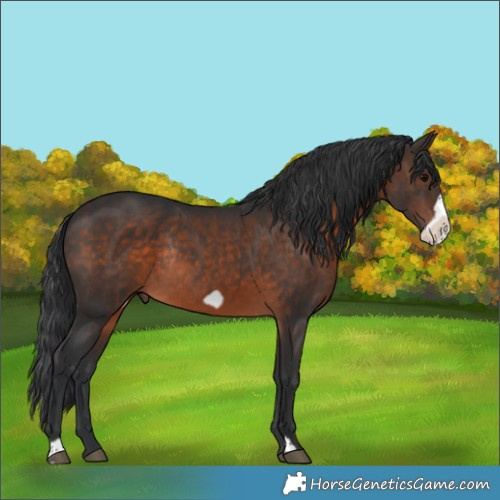 Horse Color:Brown Frame Rabicano 