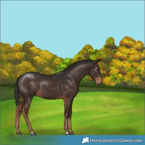 Horse Color:Gray Liver Chestnut 