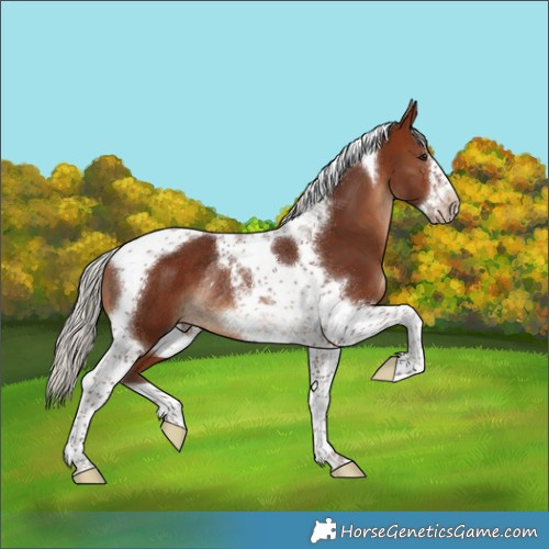Horse Color:Silver Brown Tobiano Frame Rabicano 