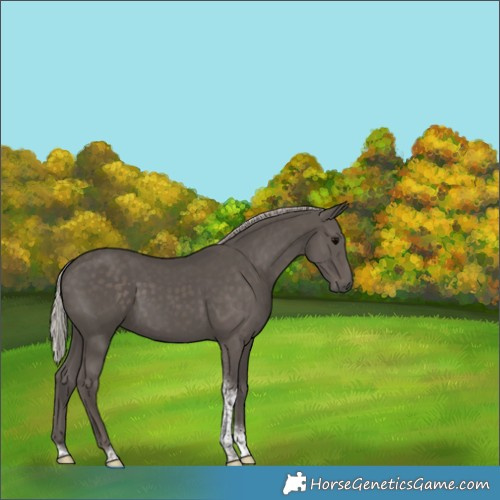 Horse Color:Silver Black Tobiano 