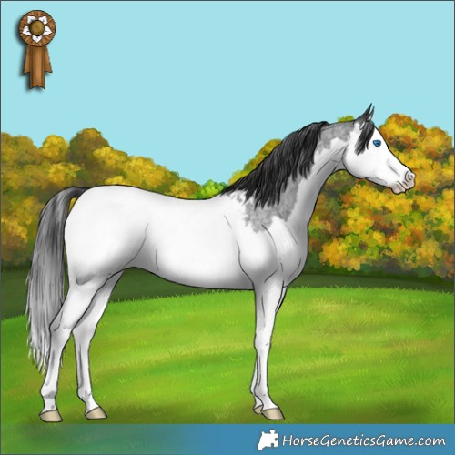 Horse Color:Blue Roan Splash Appaloosa Rabicano 