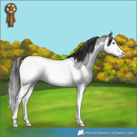 Horse Color:Blue Roan Splash Near Fewspot Rabicano 
