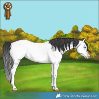 Horse Color:Blue Roan Splash Appaloosa Rabicano