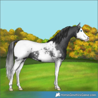 Horse Color:Black Splash Near Fewspot Rabicano 