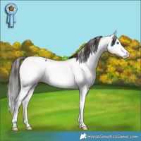 Horse Color:Bay Splash Fewspot 