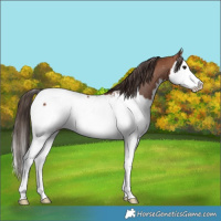 Horse Color:Bay Splash Near Fewspot 