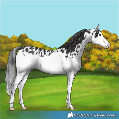 Horse Color:Black Splash Appaloosa 