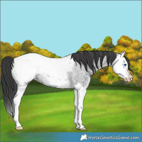 Horse Color:Blue Ice Roan Splash Appaloosa Rabicano