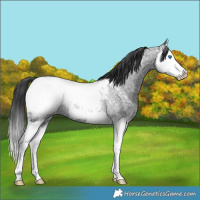 Horse Color:Blue Ice Roan Splash Appaloosa Rabicano