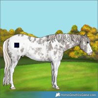 Horse Color:White Spotted Silver Black Sabino Blanket Rabicano 