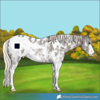 Horse Color:White Spotted Silver Black Sabino Appaloosa Rabicano
