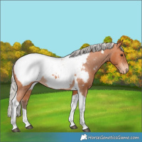 Horse Color:Silver Bay Tobiano Snowcap Rabicano 