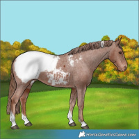 Horse Color:Chestnut Tobiano Snowcap 