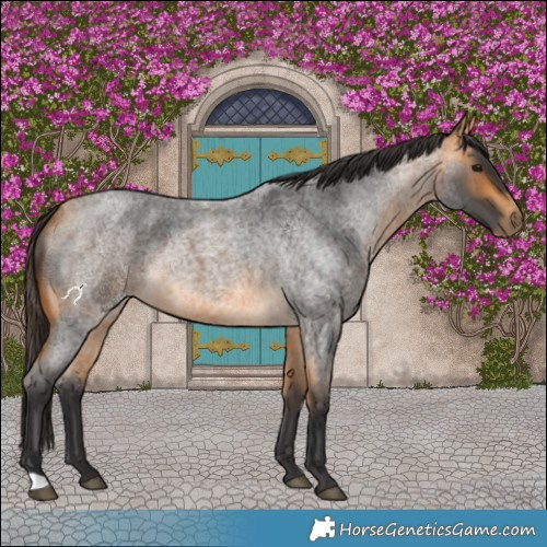 Horse Color:Buckskin Roan 