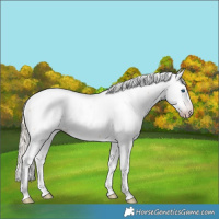 Horse Color:Gray Gold Cream Champagne Dun Splash Tobiano Fewspot