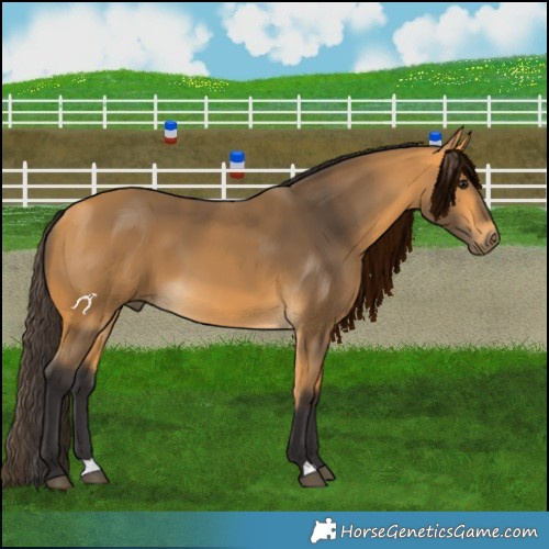 Horse Color:Buckskin 