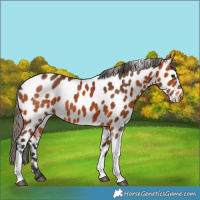 Horse Color:Bay Tobiano Leopard 