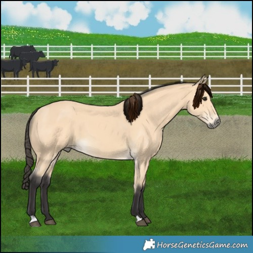 Horse Color:Buckskin 
