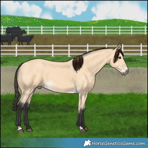 Horse Color:Buckskin