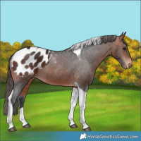 Horse Color:Brown Tobiano Blanket 