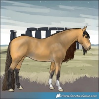 Horse Color:Buckskin 