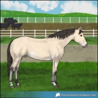 Horse Color:Buckskin Dun 