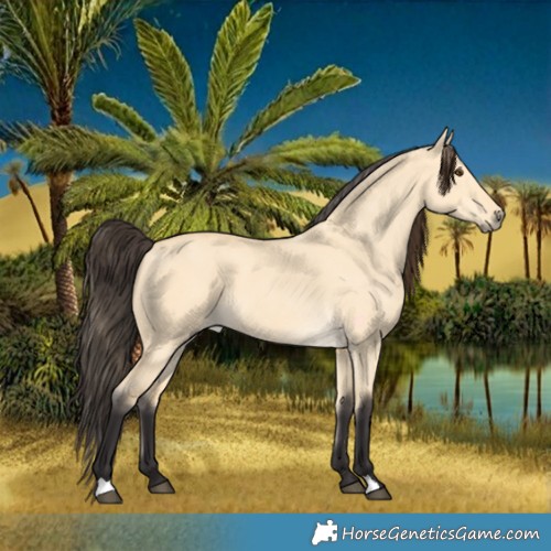 Horse Color:Buckskin Dun