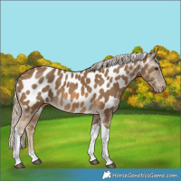 Horse Color:Chocolate Palomino Tobiano Near Leopard 