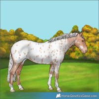 Horse Color:Silver Amber Champagne Tobiano Near Leopard Rabicano