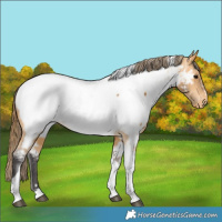 Horse Color:Buckskin Tobiano Near Fewspot